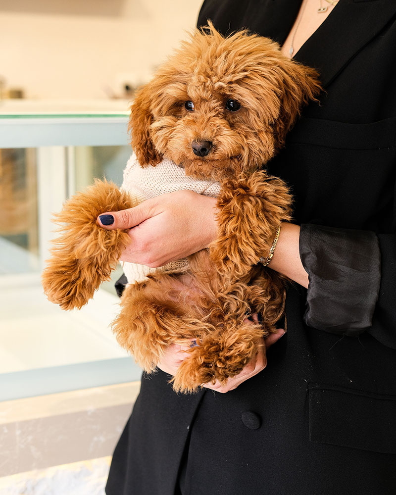 犬③